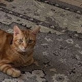 Orlando’s cat